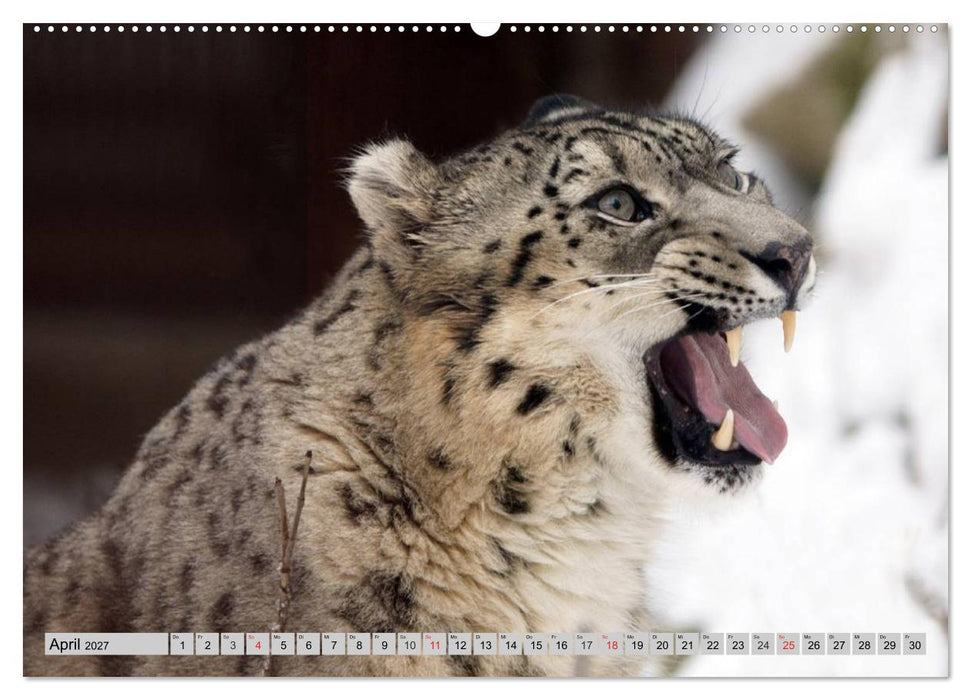 Schneeleoparden. Perfekte Raubkatzen-Schönheiten (CALVENDO Premium Wandkalender 2027)