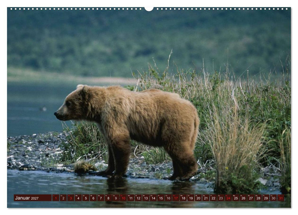 Bären. Unterwegs mit Meister Petz (CALVENDO Premium Wandkalender 2027)