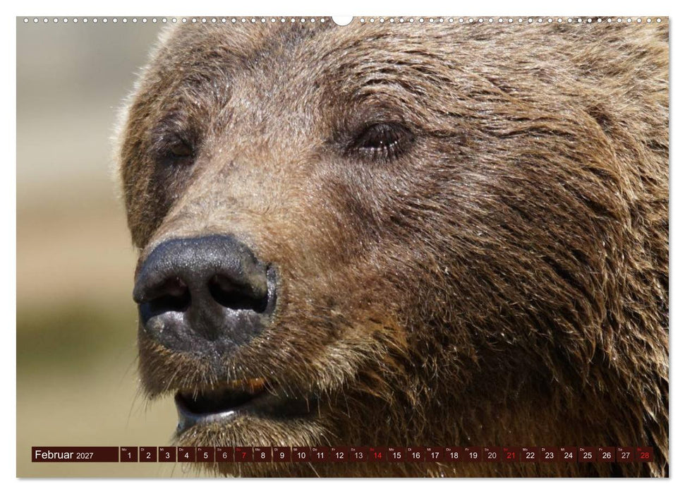 Bären. Unterwegs mit Meister Petz (CALVENDO Premium Wandkalender 2027)