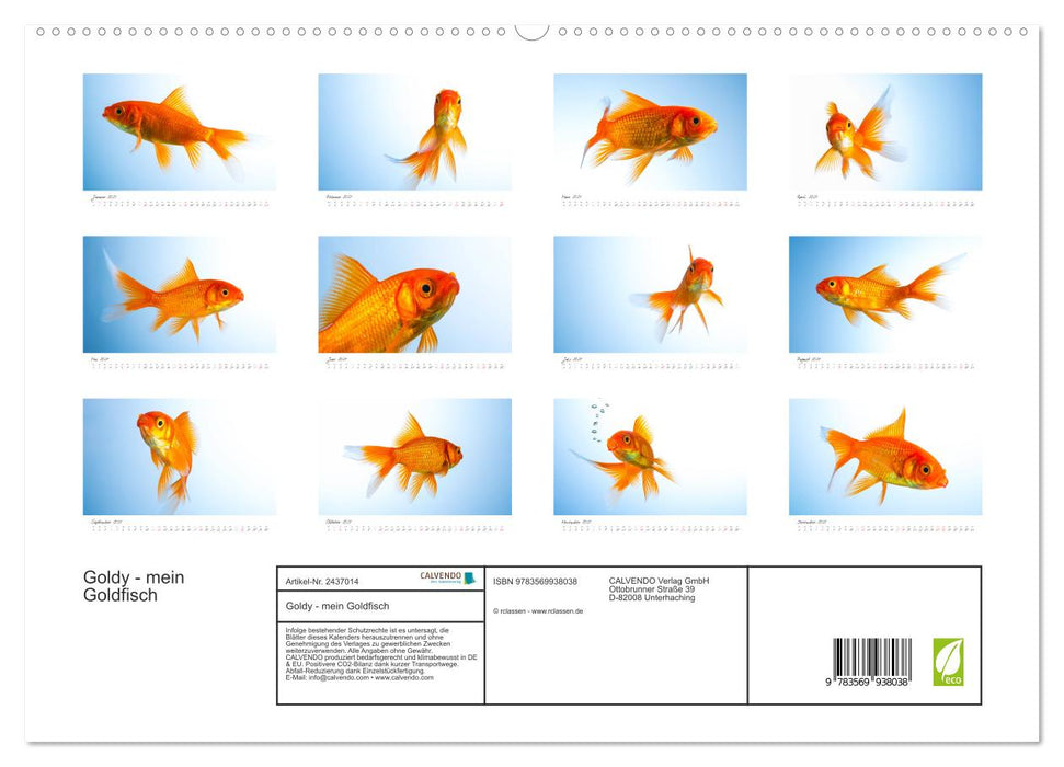 Goldy - mein Goldfisch (CALVENDO Premium Wandkalender 2027)