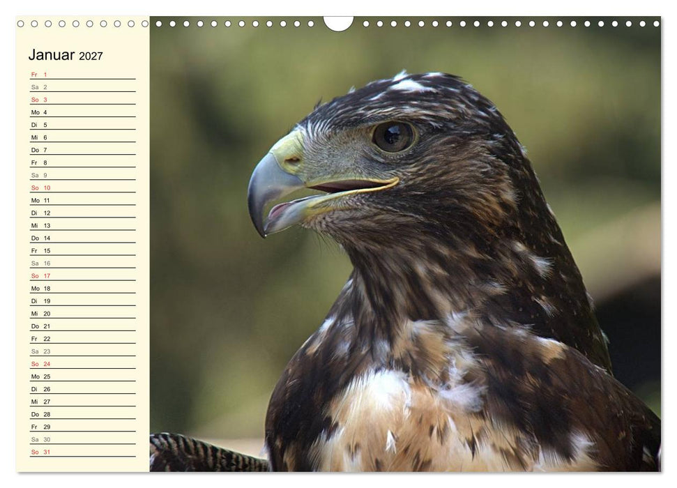 Greifvögel (CALVENDO Wandkalender 2027)