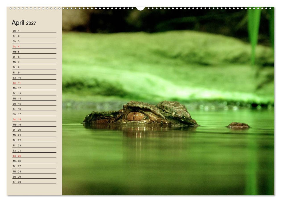 Regenwald. Tiere im Dschungel (CALVENDO Wandkalender 2027)