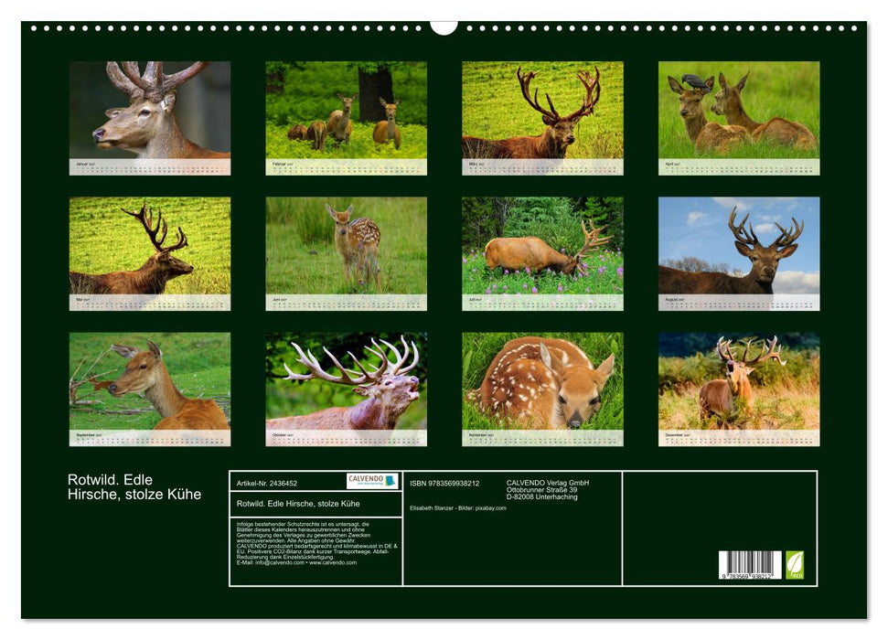 Rotwild. Edle Hirsche, stolze Kühe (CALVENDO Wandkalender 2027)