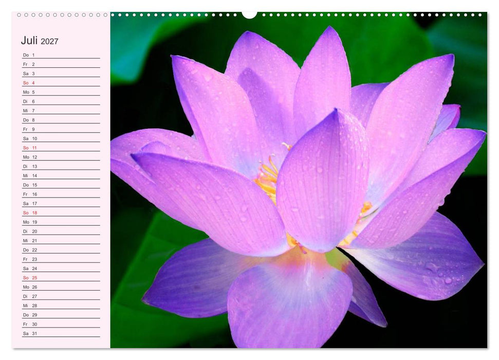Lotos. Symbol für Reinheit und Kraft (CALVENDO Premium Wandkalender 2027)