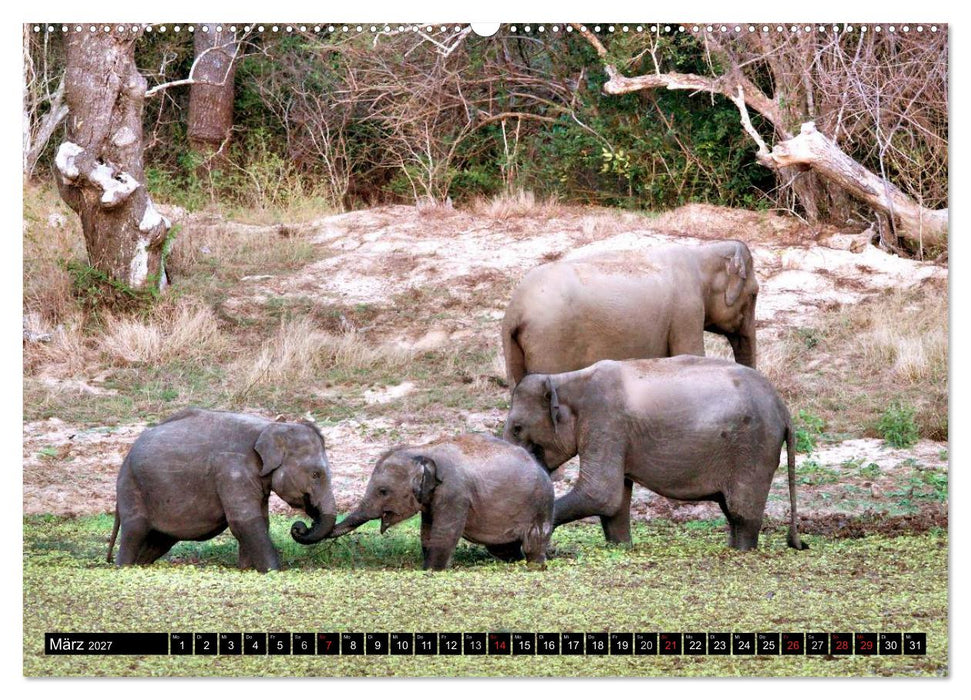 Sri Lanka - Highlights (CALVENDO Wandkalender 2027)