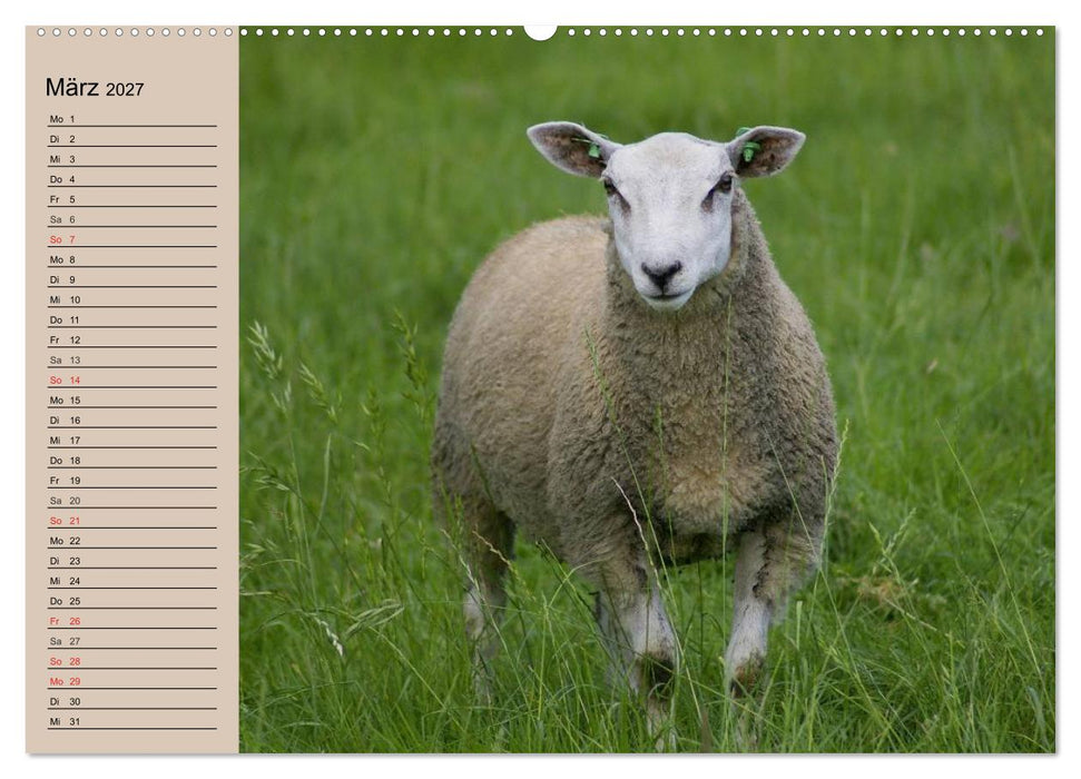 Schafe zählen leicht gemacht! (CALVENDO Wandkalender 2027)