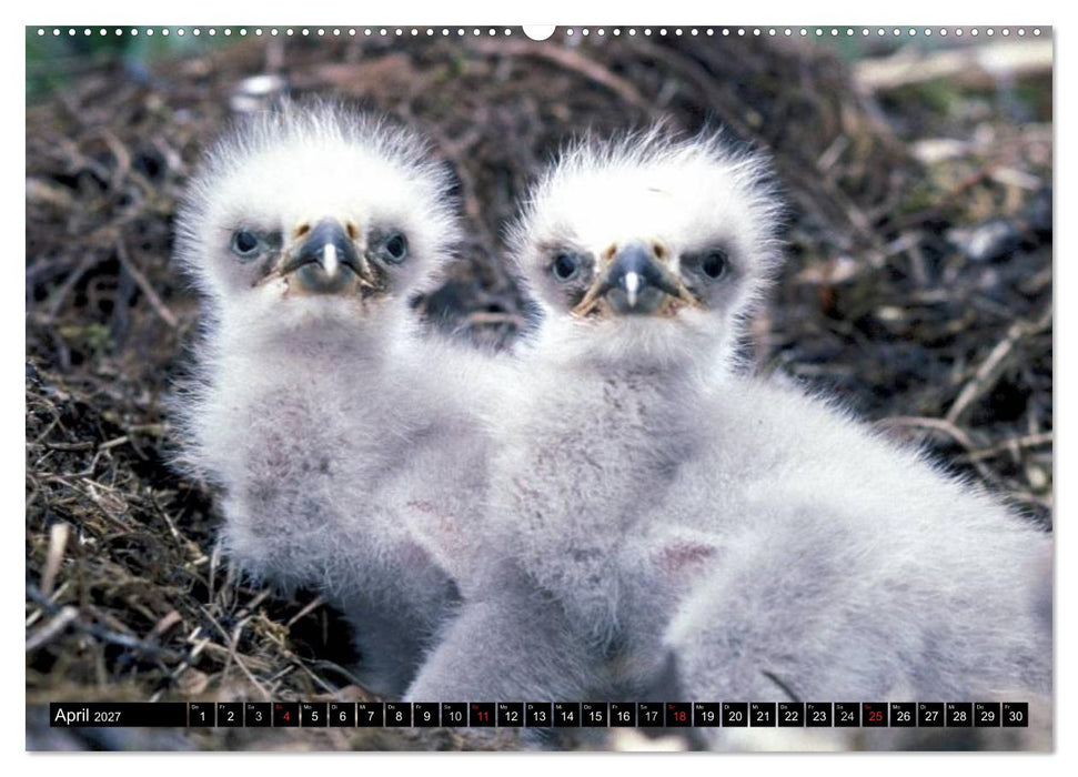 Weißkopfseeadler. Symbol der Freiheit (CALVENDO Premium Wandkalender 2027)