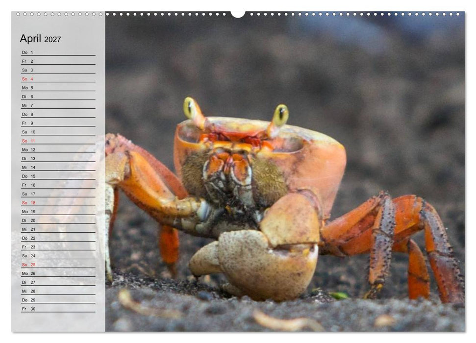 Krabben. Witzige Monster (CALVENDO Premium Wandkalender 2027)