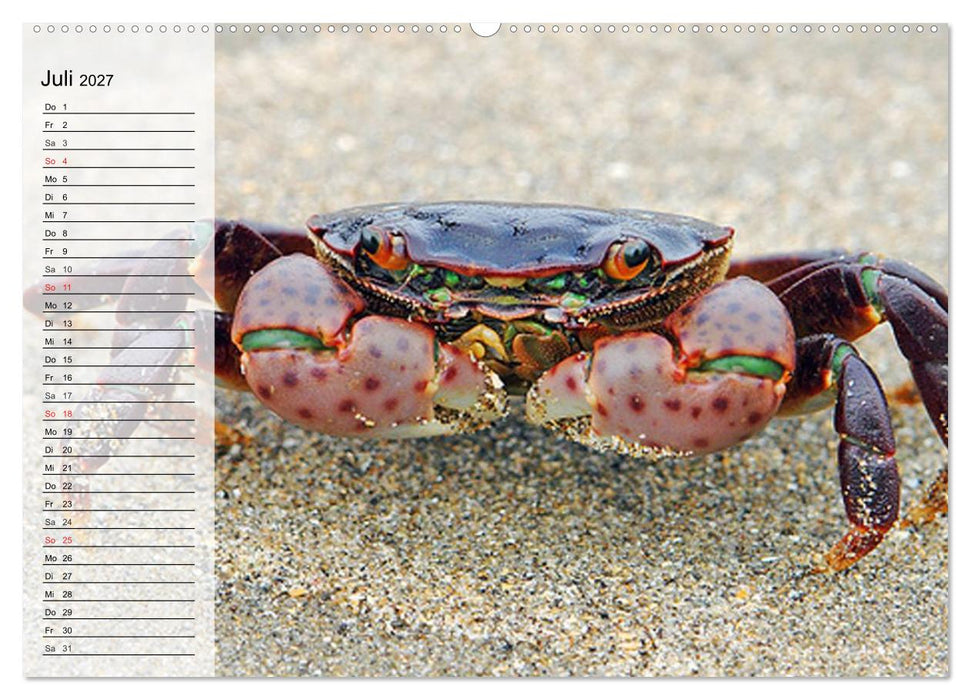 Krabben. Witzige Monster (CALVENDO Premium Wandkalender 2027)