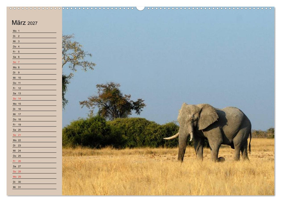 Elefanten. Sensible Rüsseltiere (CALVENDO Premium Wandkalender 2027)