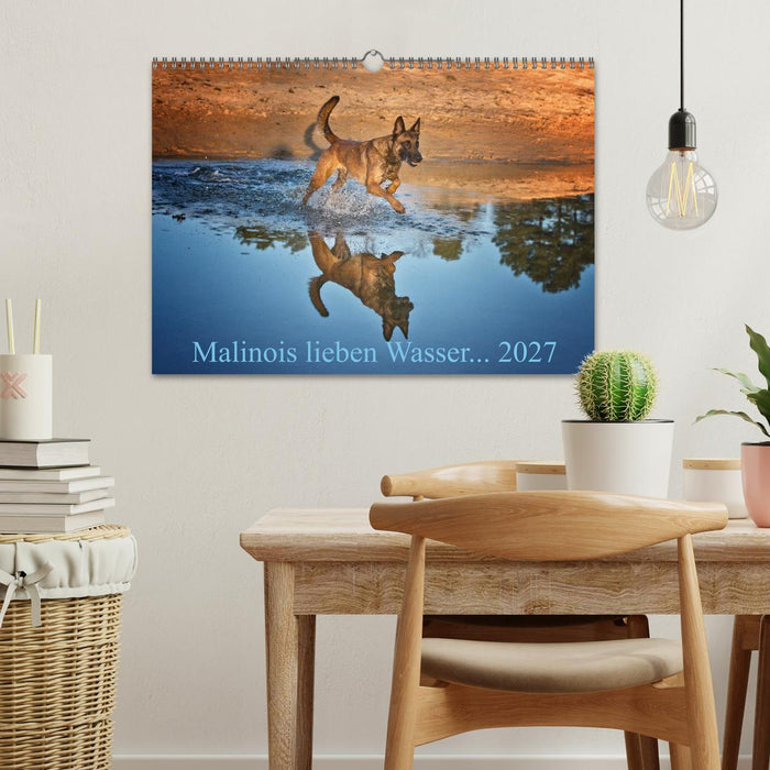 Malinois lieben Wasser (CALVENDO Wandkalender 2027)