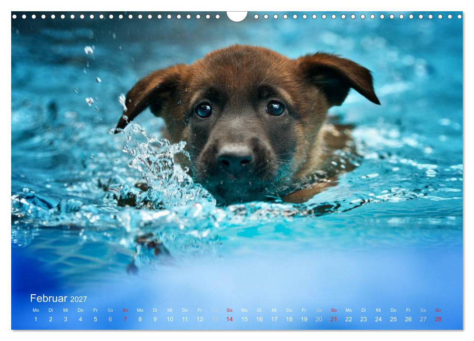 Malinois lieben Wasser (CALVENDO Wandkalender 2027)