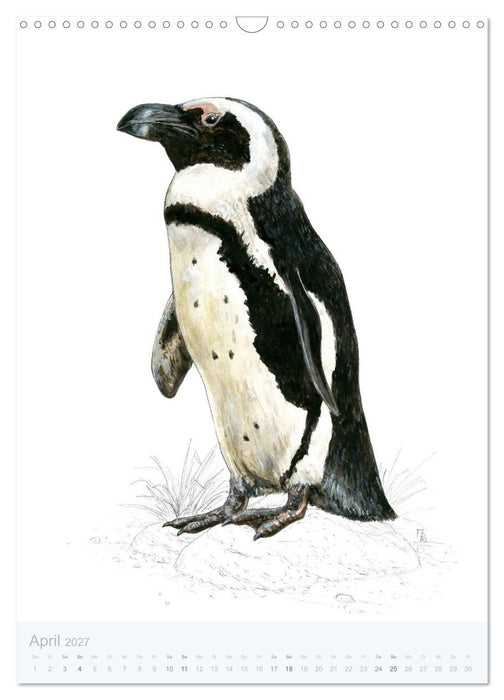 Pinguine - 13 Illustrationen (CALVENDO Wandkalender 2027)
