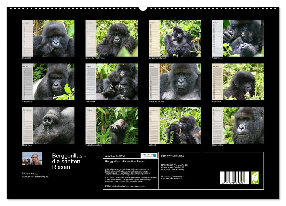 Berggorillas - die sanften Riesen (CALVENDO Premium Wandkalender 2027)