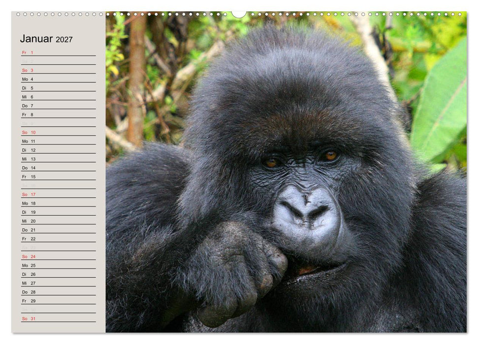 Berggorillas - die sanften Riesen (CALVENDO Premium Wandkalender 2027)