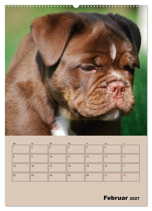 Bulldoggen-Gesichter (CALVENDO Premium Wandkalender 2027)
