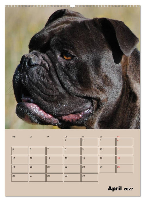 Bulldoggen-Gesichter (CALVENDO Premium Wandkalender 2027)