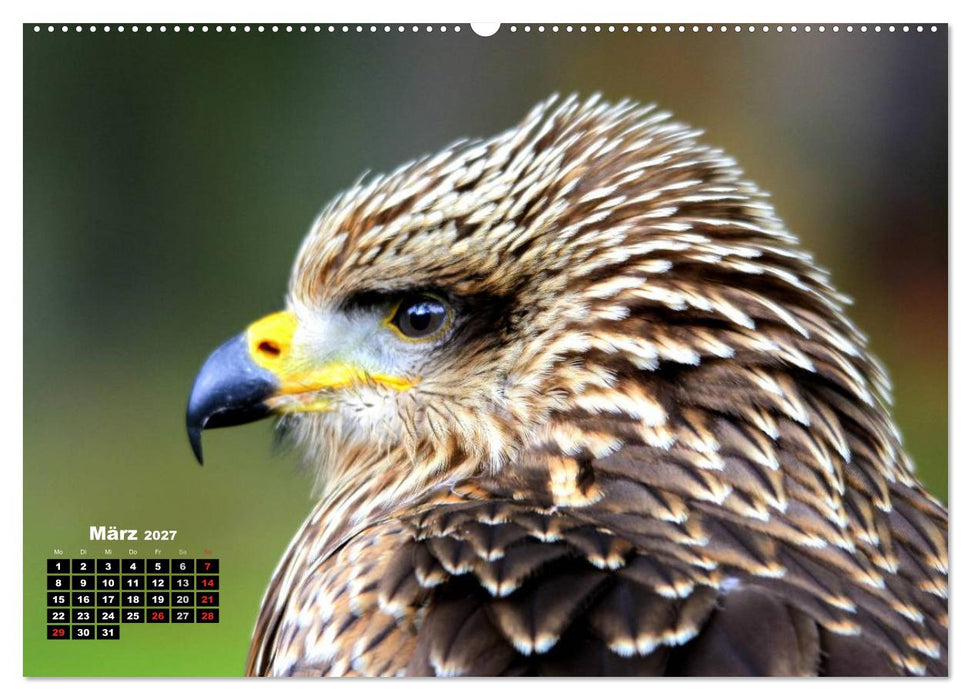 Greifvögel, Eulen und Käuze (CALVENDO Premium Wandkalender 2027)