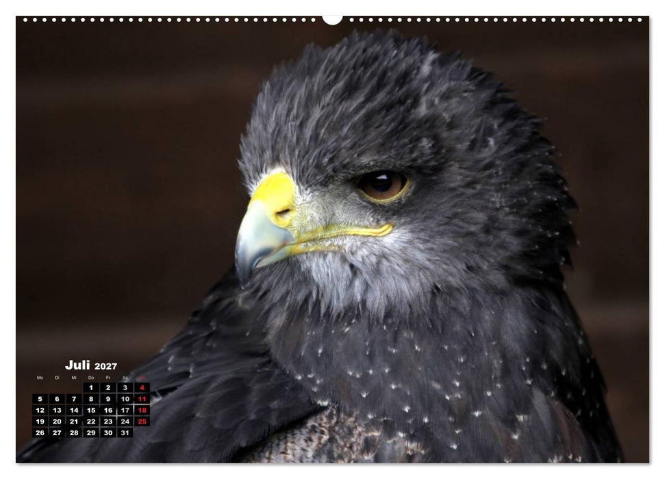Greifvögel, Eulen und Käuze (CALVENDO Premium Wandkalender 2027)