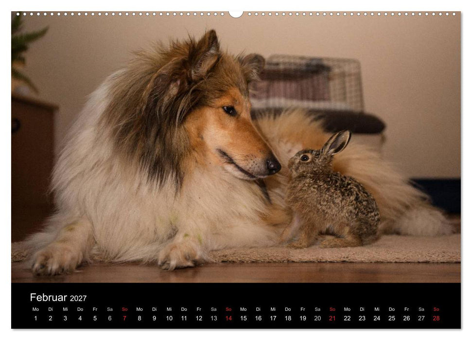 Ziva und ihre Freunde (CALVENDO Wandkalender 2027)