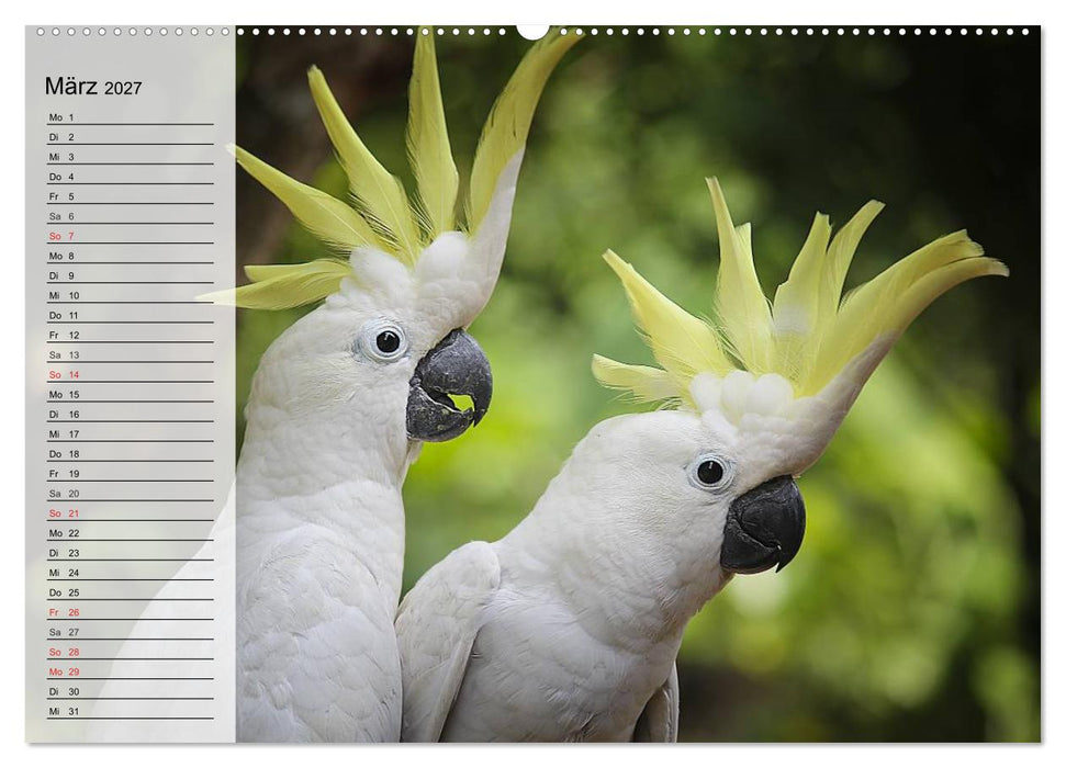 Papageien. Bunt, laut und klug (CALVENDO Wandkalender 2027)