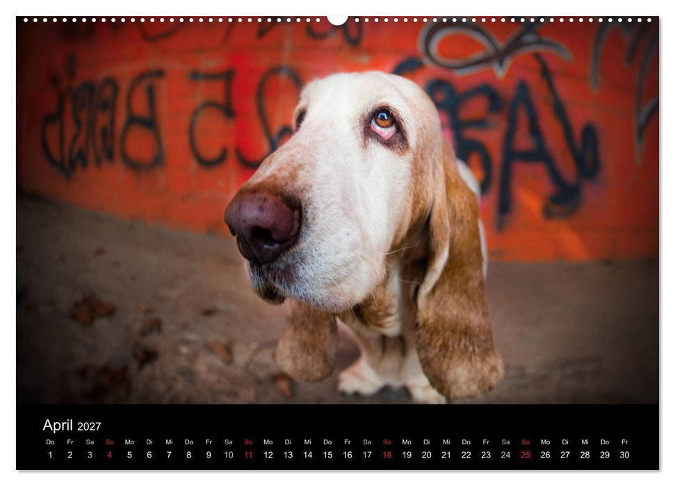 Der Basset, eine LANGE und besondere Liebe (CALVENDO Premium Wandkalender 2027)