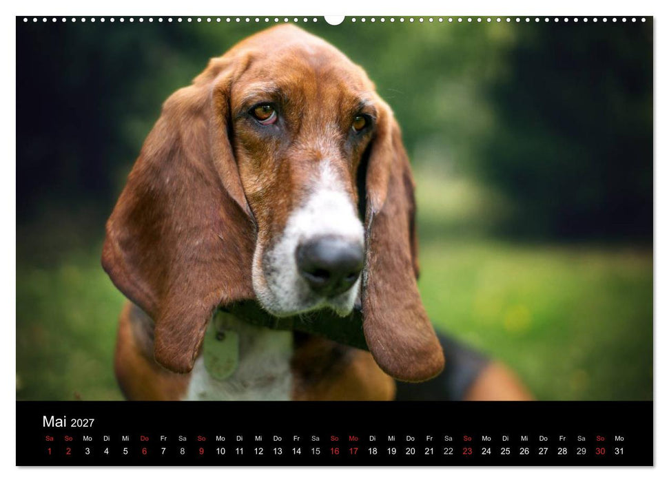 Der Basset, eine LANGE und besondere Liebe (CALVENDO Premium Wandkalender 2027)