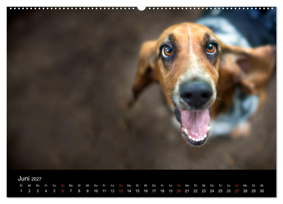 Der Basset, eine LANGE und besondere Liebe (CALVENDO Wandkalender 2027)
