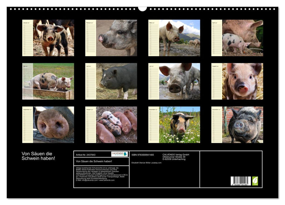 Von Säuen die Schwein haben! (CALVENDO Wandkalender 2027)