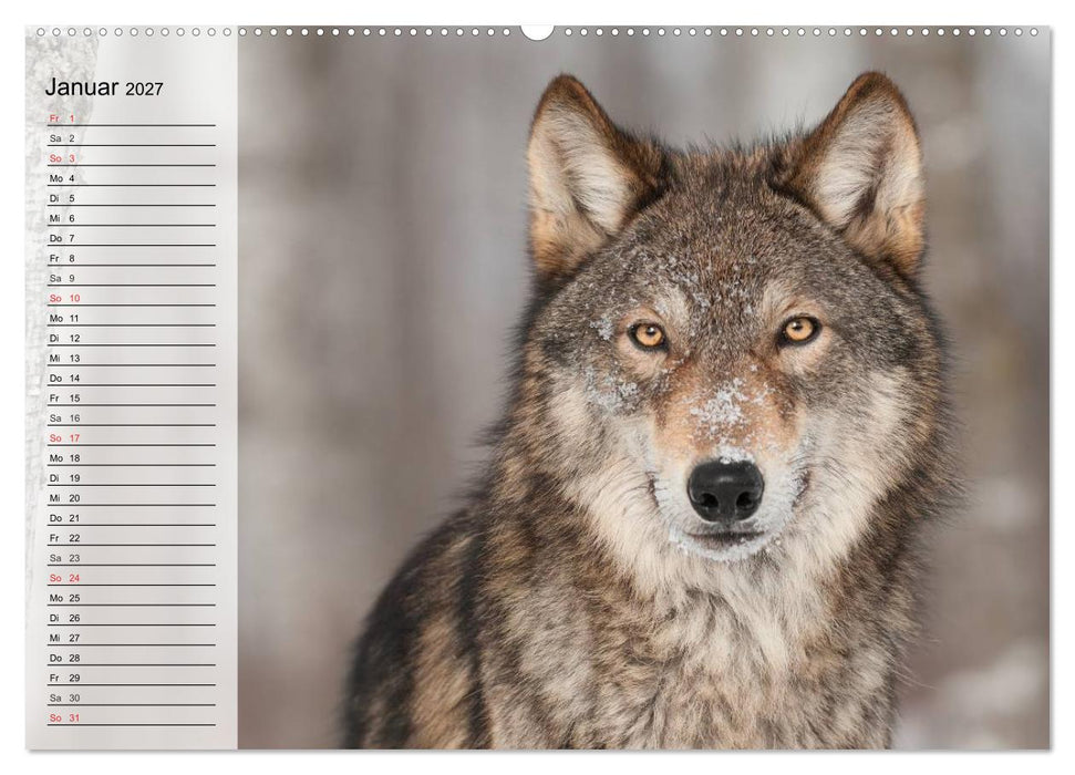Wölfe. Graue Eminenzen (CALVENDO Wandkalender 2027)