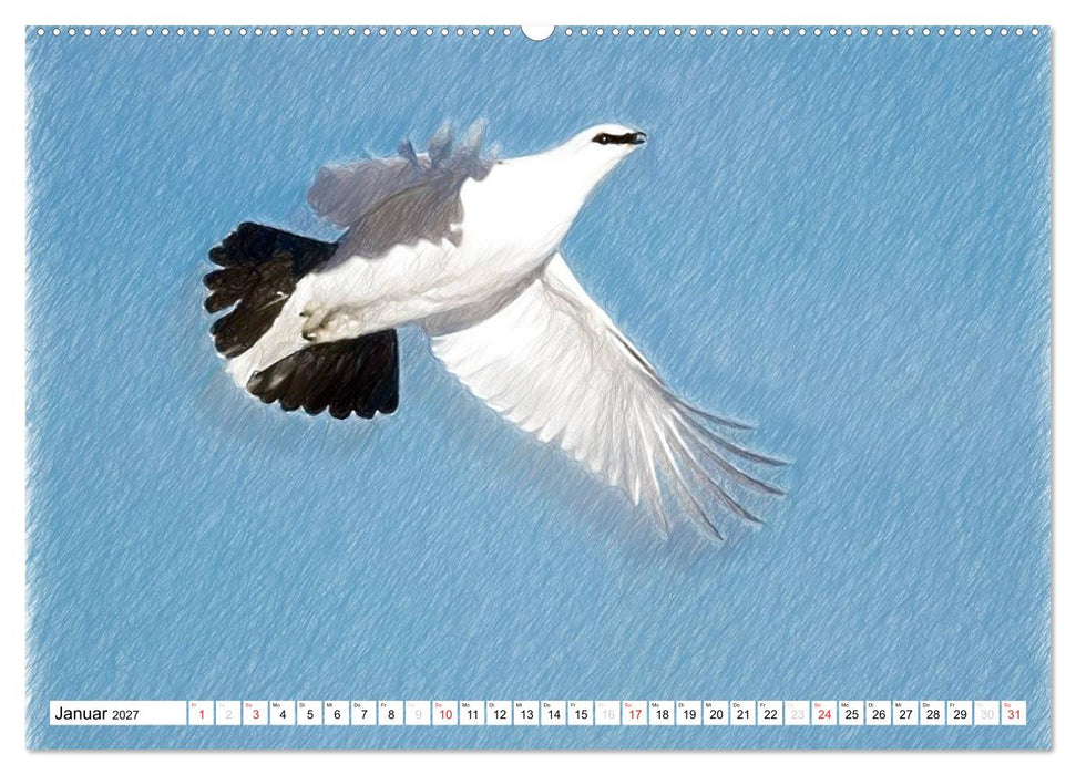 Schottlands Vogelwelt - Ein Porträt in Zeichnungen (CALVENDO Premium Wandkalender 2027)
