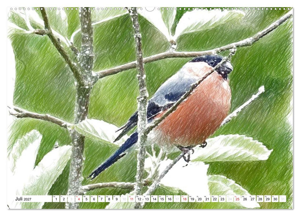 Schottlands Vogelwelt - Ein Porträt in Zeichnungen (CALVENDO Premium Wandkalender 2027)