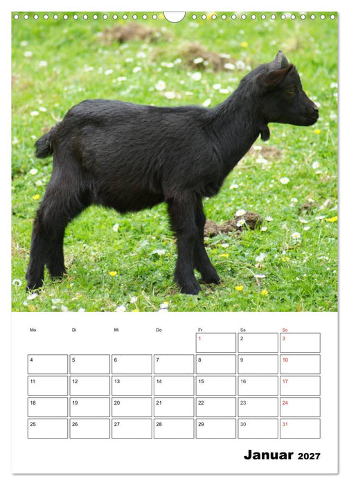 Ziegen Terminplaner (CALVENDO Wandkalender 2027)
