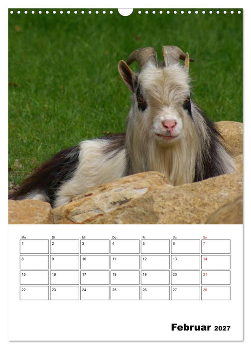 Ziegen Terminplaner (CALVENDO Wandkalender 2027)