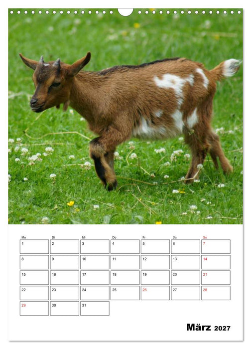 Ziegen Terminplaner (CALVENDO Wandkalender 2027)