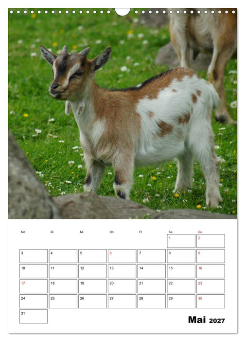 Ziegen Terminplaner (CALVENDO Wandkalender 2027)
