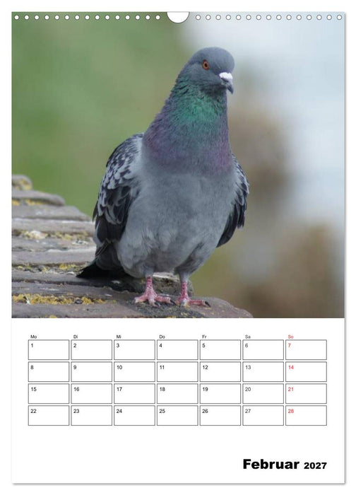 Tauben Terminplaner (CALVENDO Wandkalender 2027)
