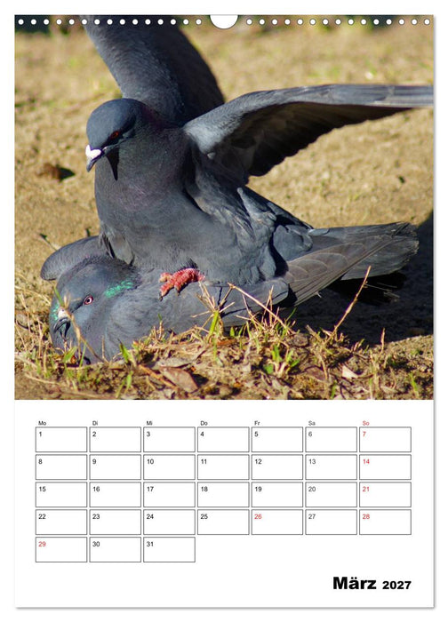 Tauben Terminplaner (CALVENDO Wandkalender 2027)