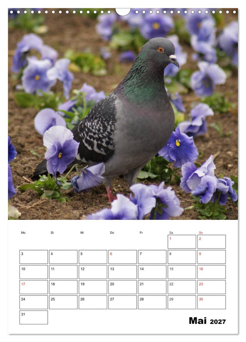 Tauben Terminplaner (CALVENDO Wandkalender 2027)