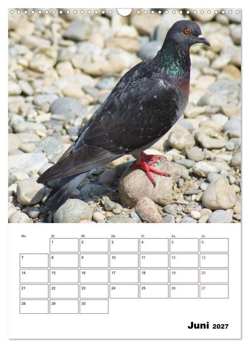 Tauben Terminplaner (CALVENDO Wandkalender 2027)