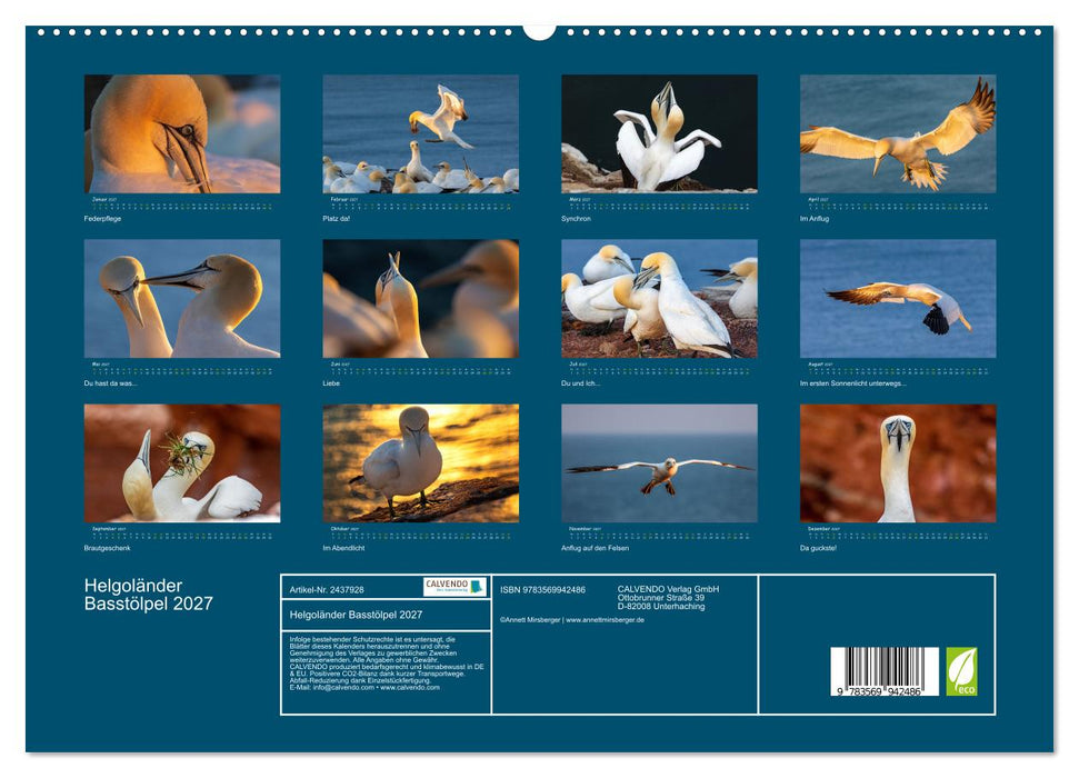 Helgoländer Basstölpel 2027 (CALVENDO Premium Wandkalender 2027)