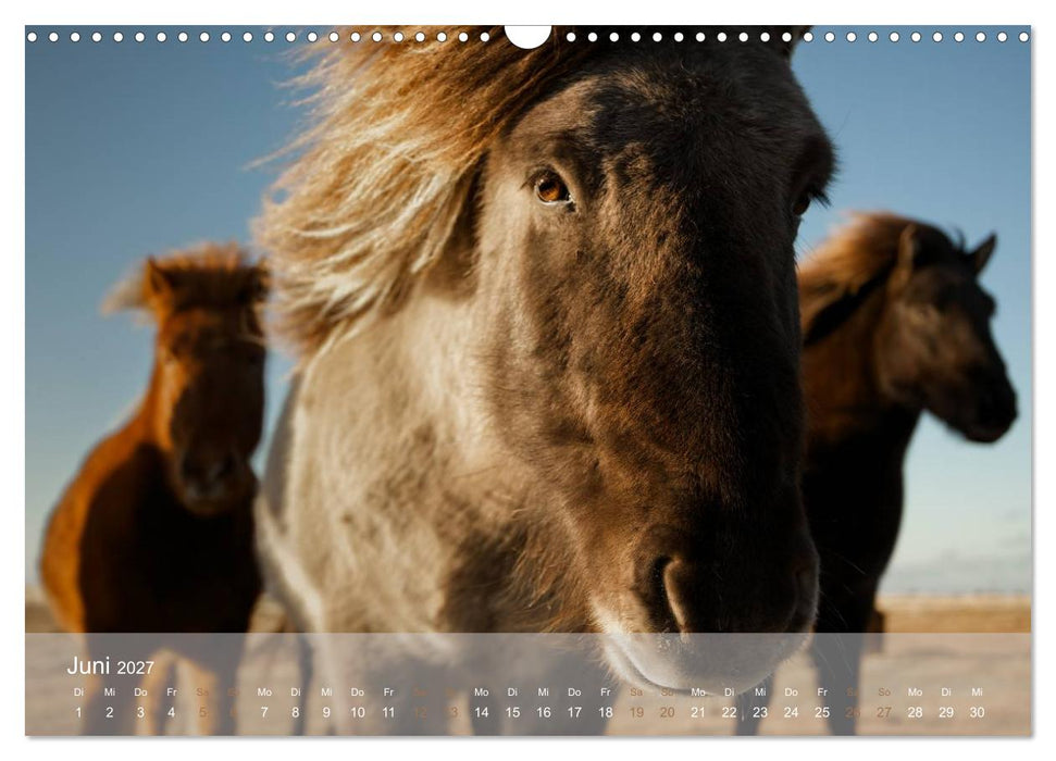 Islandpferde - Stolz und Stark durch Sommer und Winter (CALVENDO Wandkalender 2027)