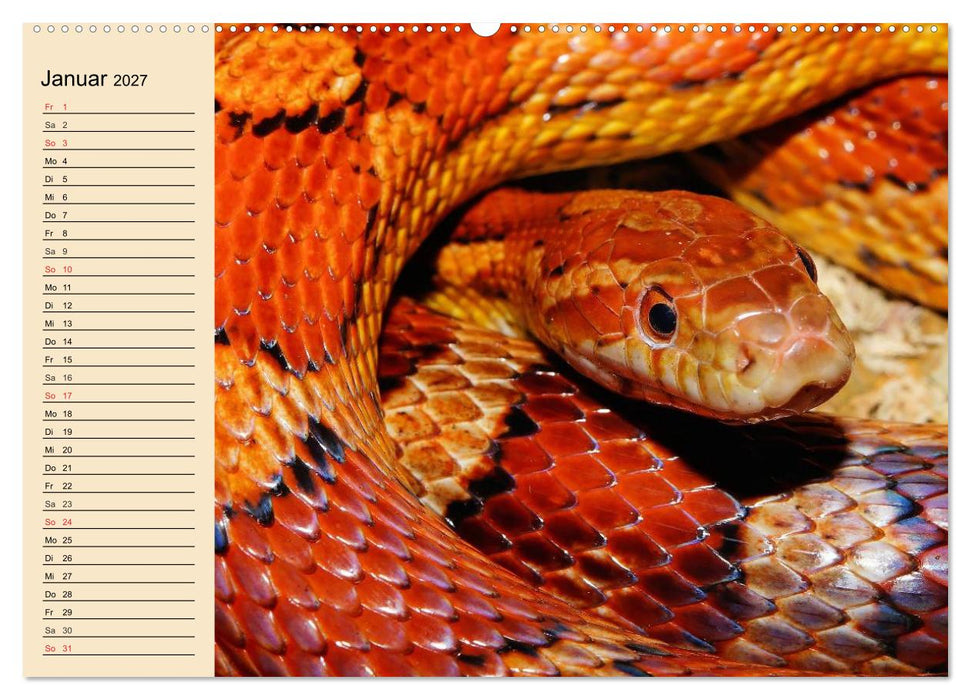 Reptilien. Schlangen, Echsen und Co. (CALVENDO Premium Wandkalender 2027)