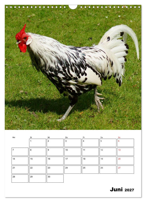 Hühner Terminplaner (CALVENDO Wandkalender 2027)