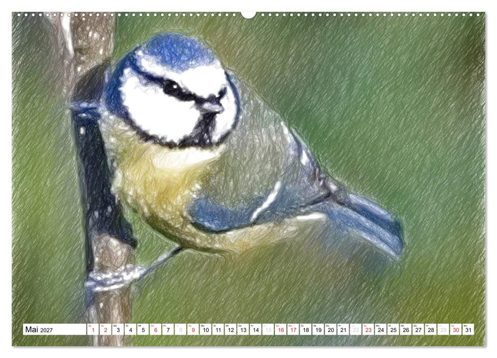Schottlands Vogelwelt - Ein Porträt in Zeichnungen (CALVENDO Wandkalender 2027)