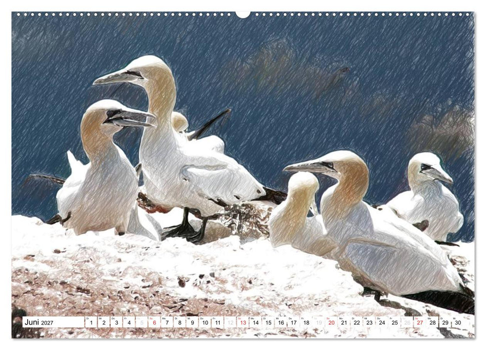 Schottlands Vogelwelt - Ein Porträt in Zeichnungen (CALVENDO Wandkalender 2027)