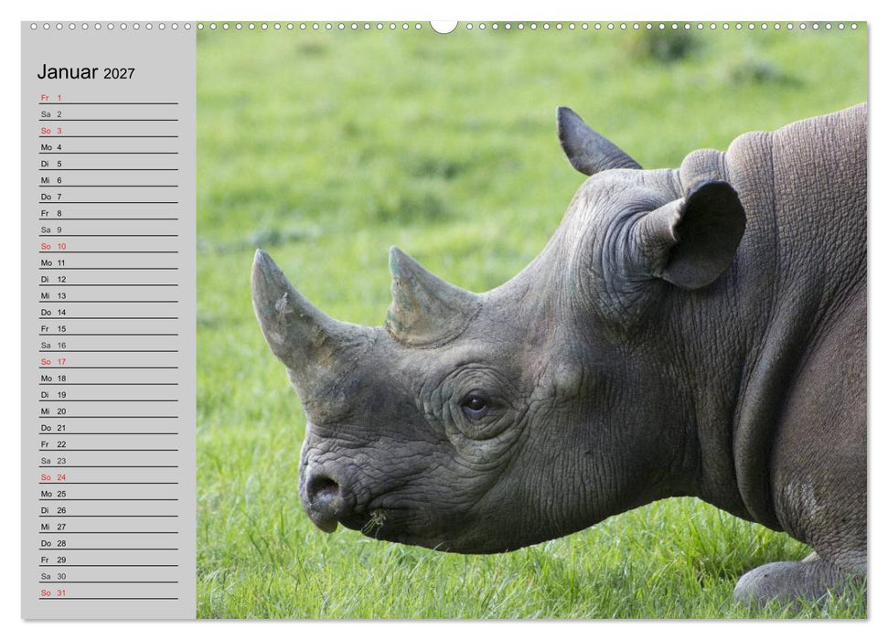 Nashörner und Flusspferde (CALVENDO Premium Wandkalender 2027)