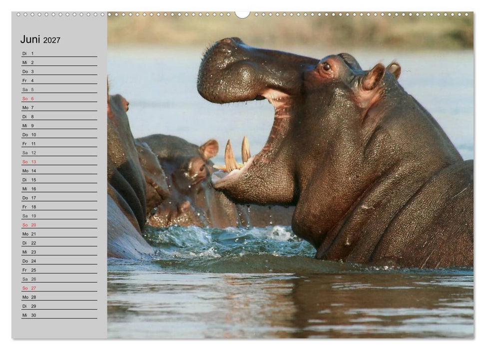 Nashörner und Flusspferde (CALVENDO Premium Wandkalender 2027)