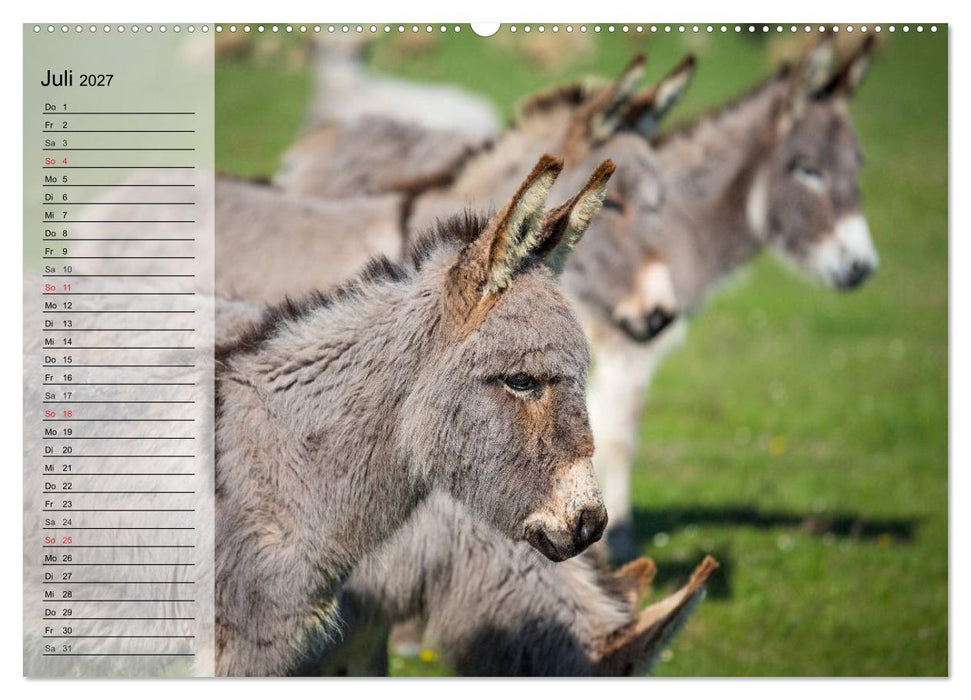 Esel. Hübsch, klug und fleißig (CALVENDO Premium Wandkalender 2027)