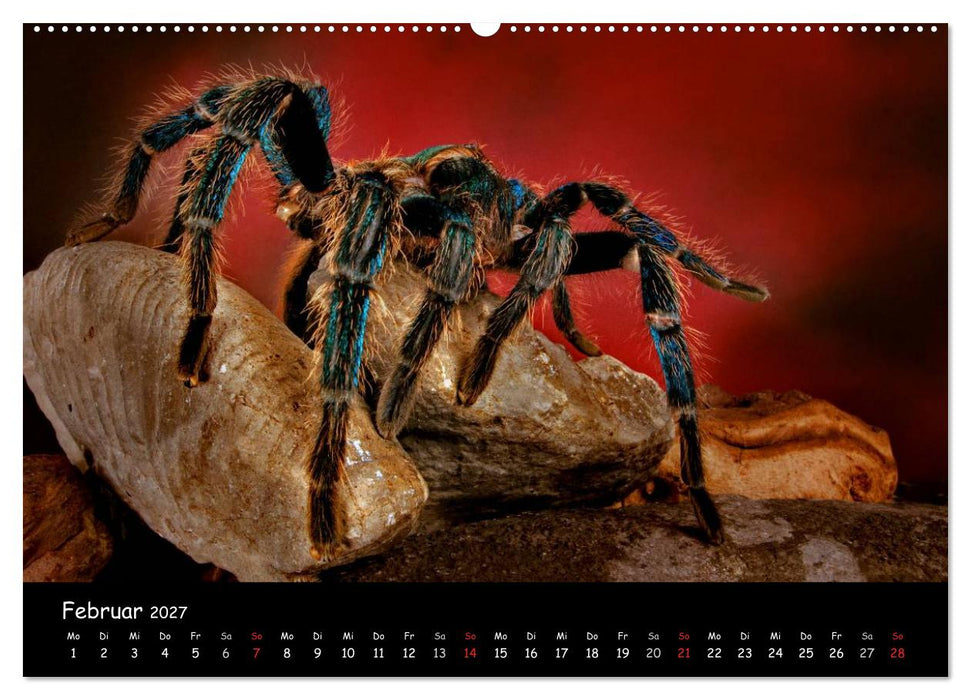 Mystische Vogelspinnen (CALVENDO Wandkalender 2027)